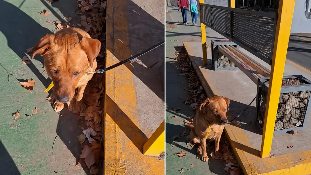 PERRO ABANDONADO EN LUJAN