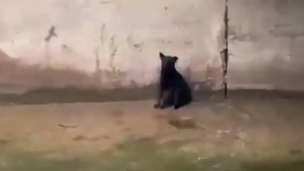 Perrito rescatado